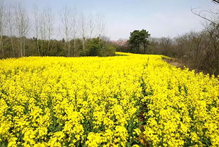偷得浮生半日閑，一路踏青到平山——平山生態(tài)園春日游園采摘季歡迎您