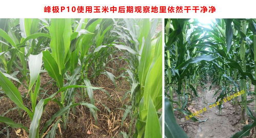 全新玉米田除草利器 四元復配，封殺全能，抗性雜草防治更優