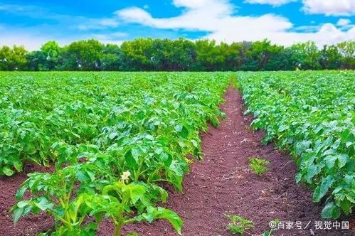 馬鈴薯常見病蟲害防治全攻略 掌握要點綜合防控，助力健康增產